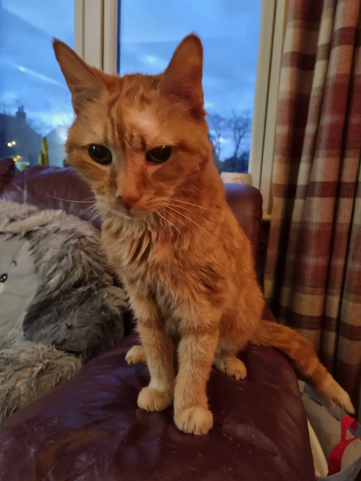 An orange tabby cat sits on a dark red leather couch with a grumpy, unimpressed expression, looking directly at the camera…