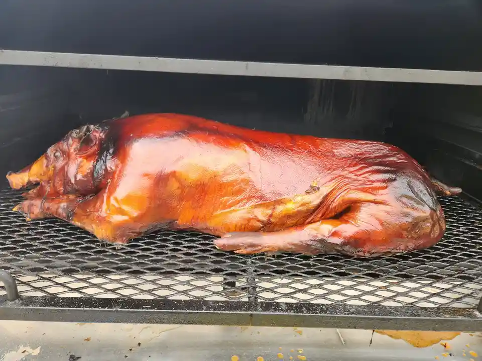 a whole pig with crispy, glistening, reddish-brown skin lies on a black metal grill grate inside a smoker. The pig appears…
