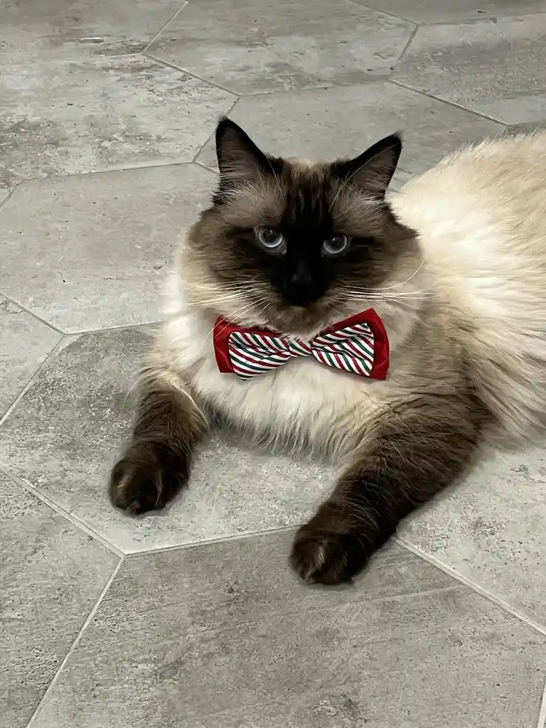 A fluffy, long-haired cat with dark points and blue eyes lies on a grey tiled floor, wearing a red, white, and green striped…