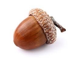 Cheering for Team Acorn: Victory Awaits!