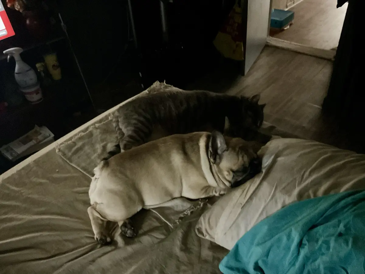 A fawn-colored French bulldog and a tabby cat are both sleeping on a bed with rumpled sheets and pillows. The dog is curled…