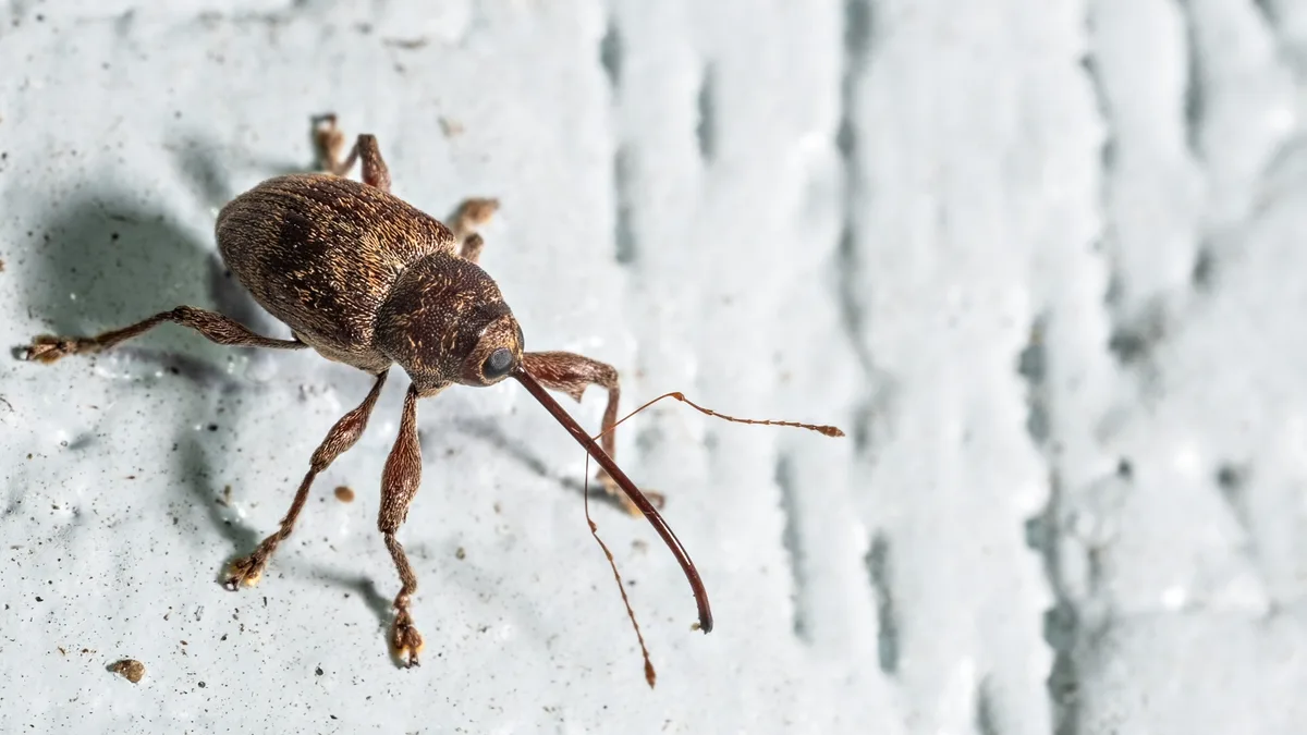 A close-up photo of a brown weevil with a long snout and antennae crawling on a light gray, textured surface. The image has…