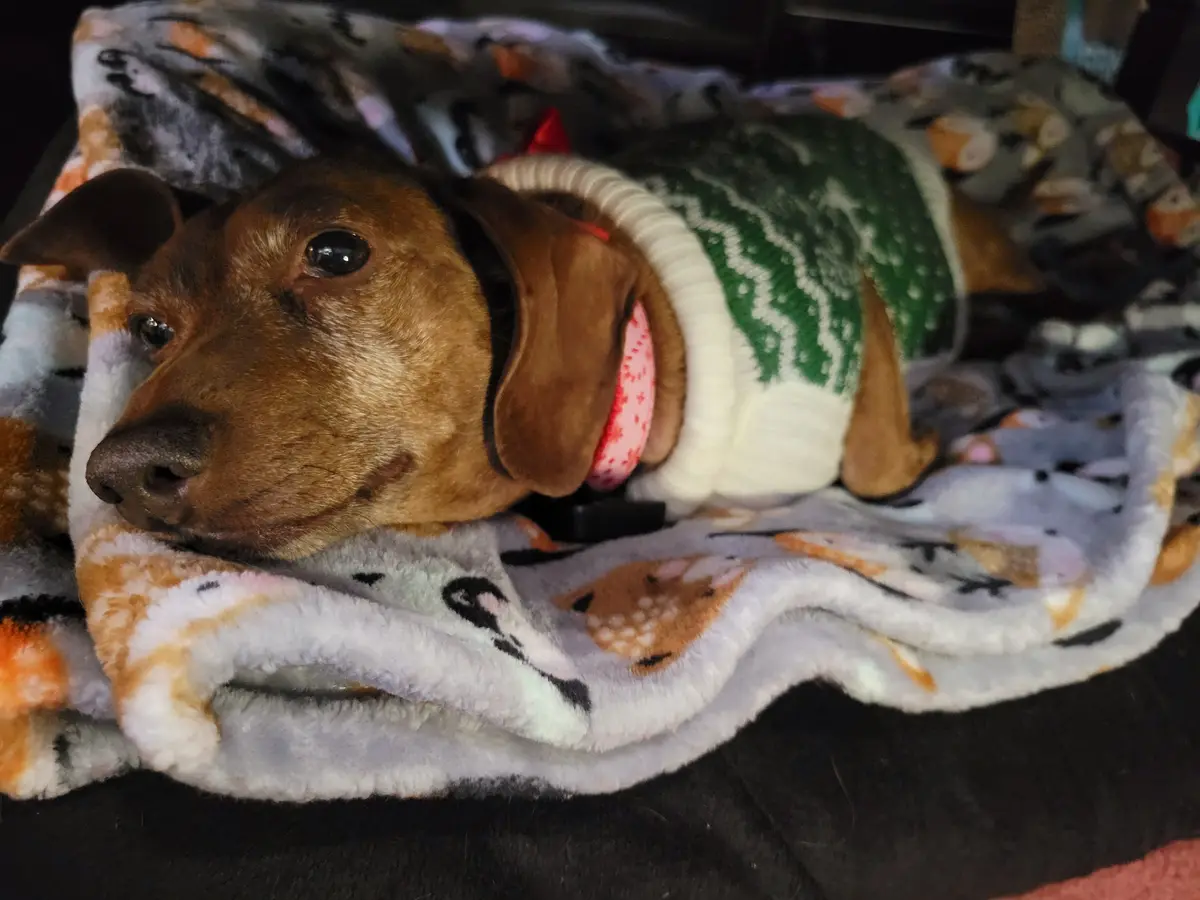 Meet My Adorable Pup, Tiger Lilly #722