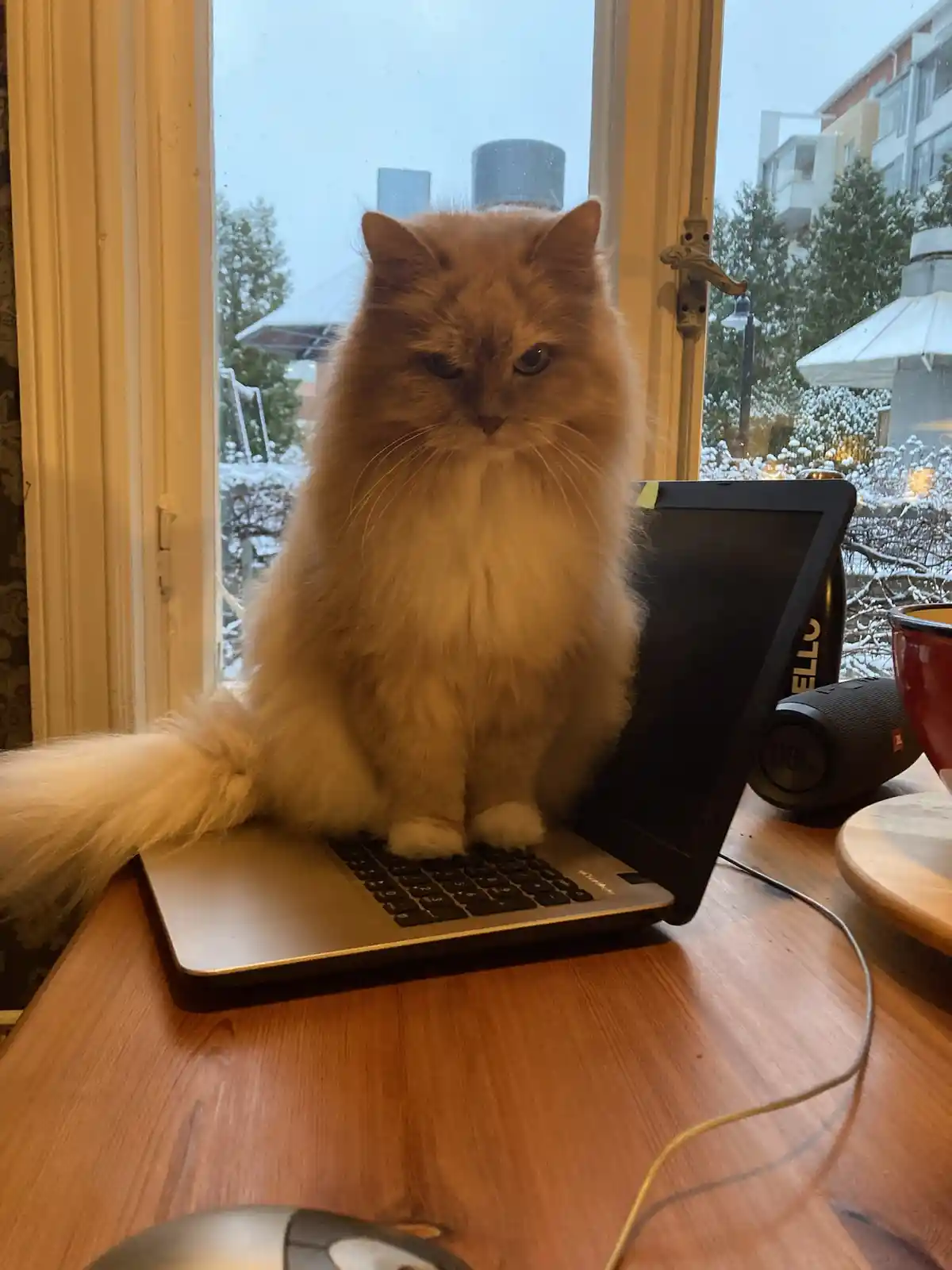 A fluffy, long-haired orange cat sits regally on a laptop keyboard on a wooden desk, looking directly at the camera with a…