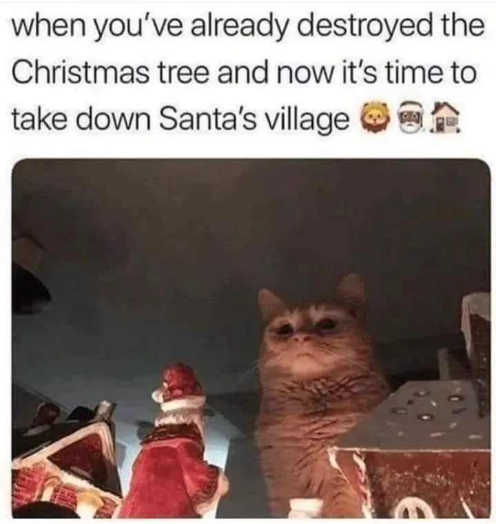 A close-up photo shows a brown tabby cat with wide, weary eyes looking upward, positioned between two miniature gingerbread…