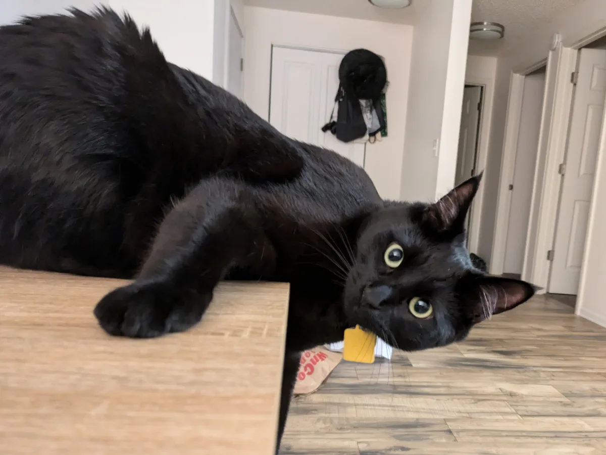 A black cat with wide, alert eyes lies stretched out on a wooden surface, its body angled diagonally across the frame. Its…