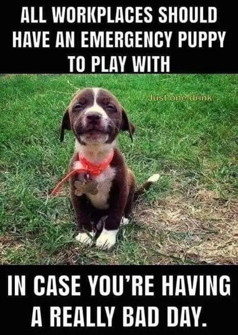 A brown and white puppy with floppy ears sits on green grass wearing an orange collar. Large white text at the top reads…