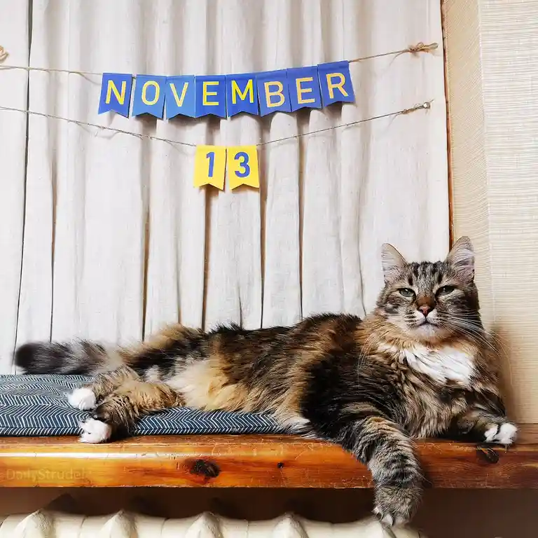 Mark Your Calendar: November 13