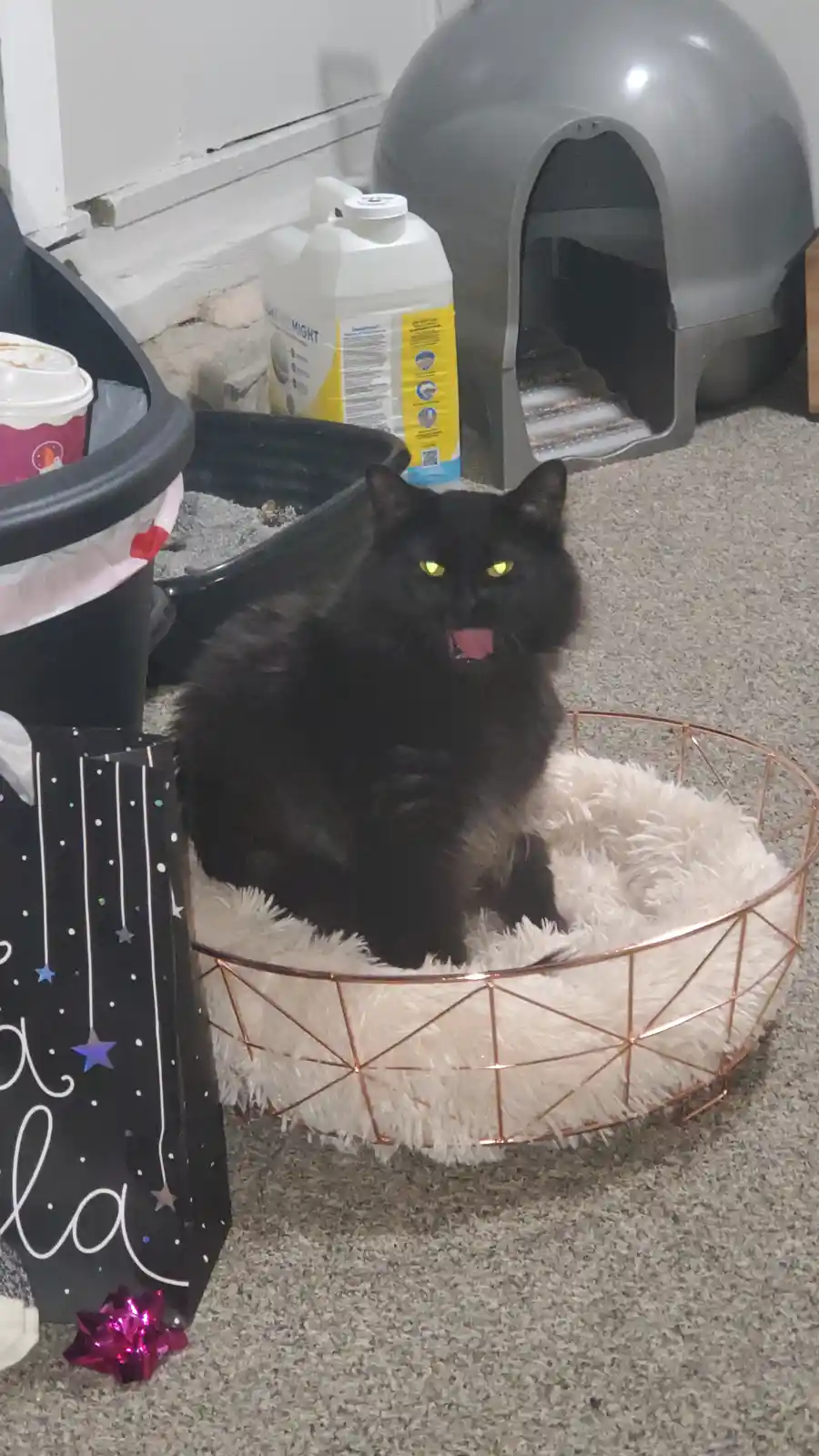A black cat with glowing yellow eyes sits in a white fluffy bed with a copper wire frame, its mouth open as if meowing or…