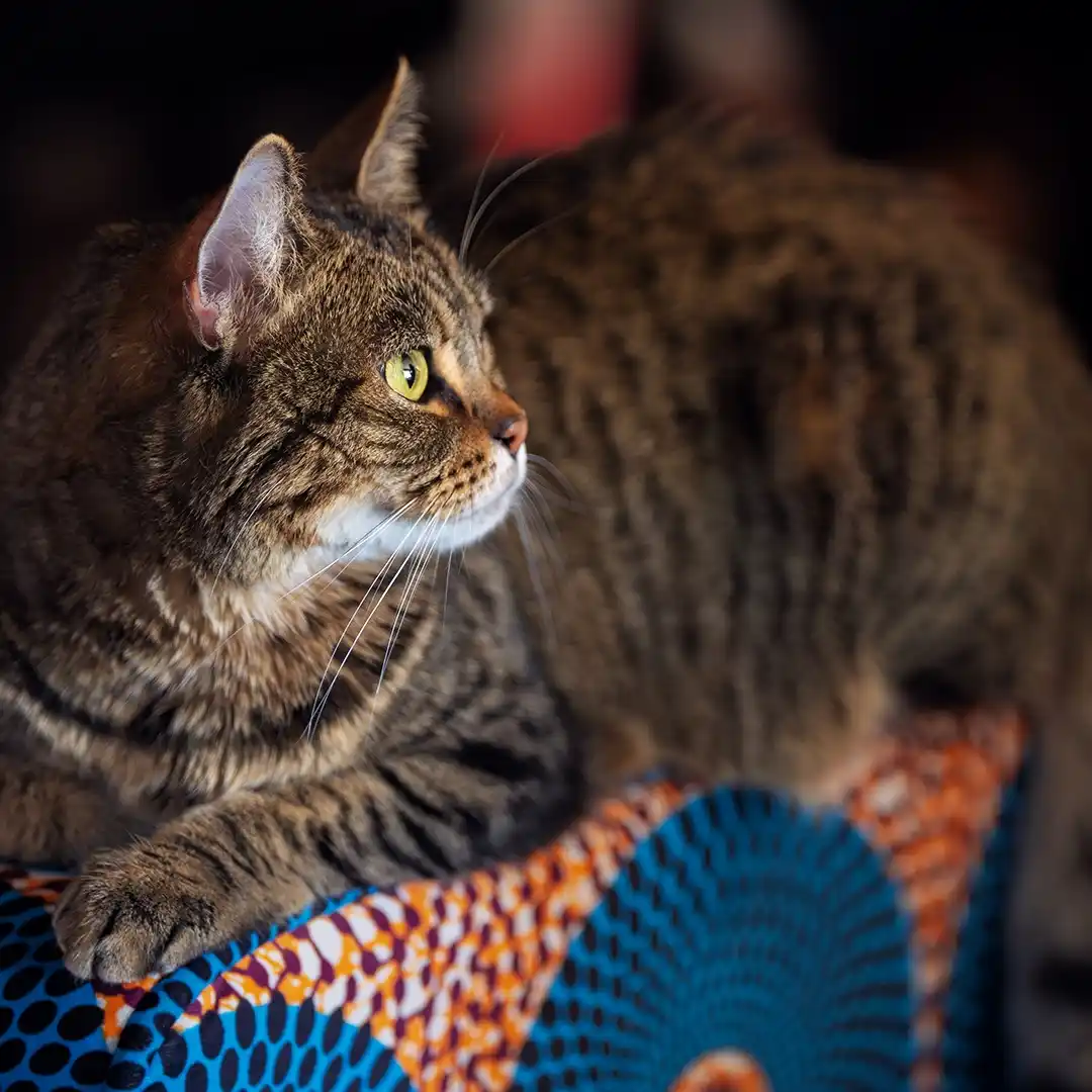 A brown tabby cat with green eyes is lying on a colorful patterned fabric, looking off to the side with a calm, slightly…