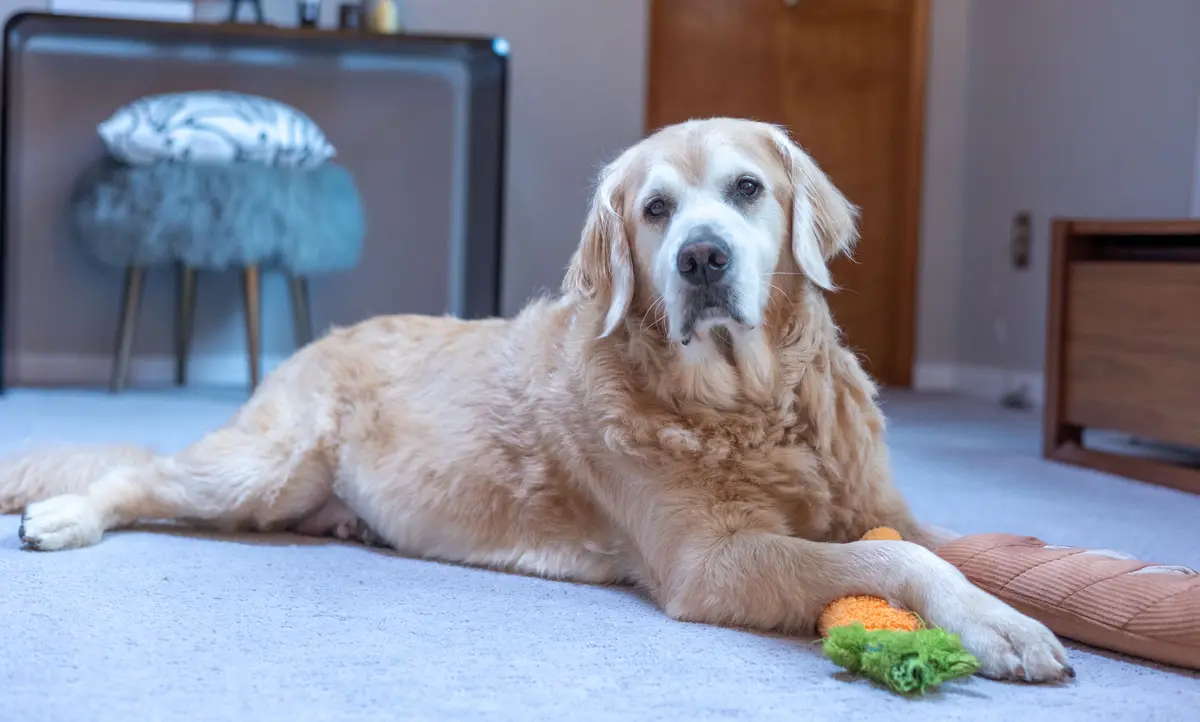A golden retriever lies on a light blue carpet, looking directly at the camera with a calm, slightly weary expression. Its…