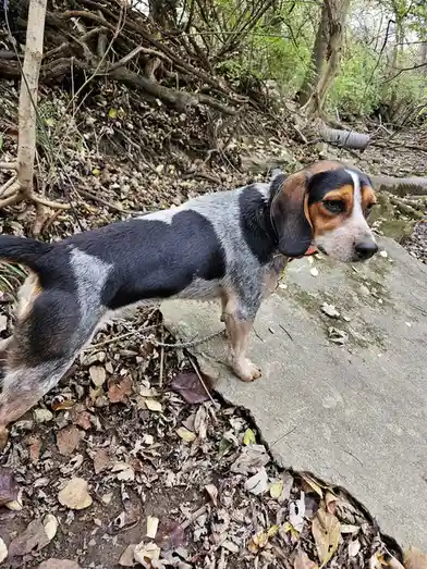 A tricolor beagle dog stands on a concrete slab in a leafy, wooded area, looking off to the side with a slightly bored or…