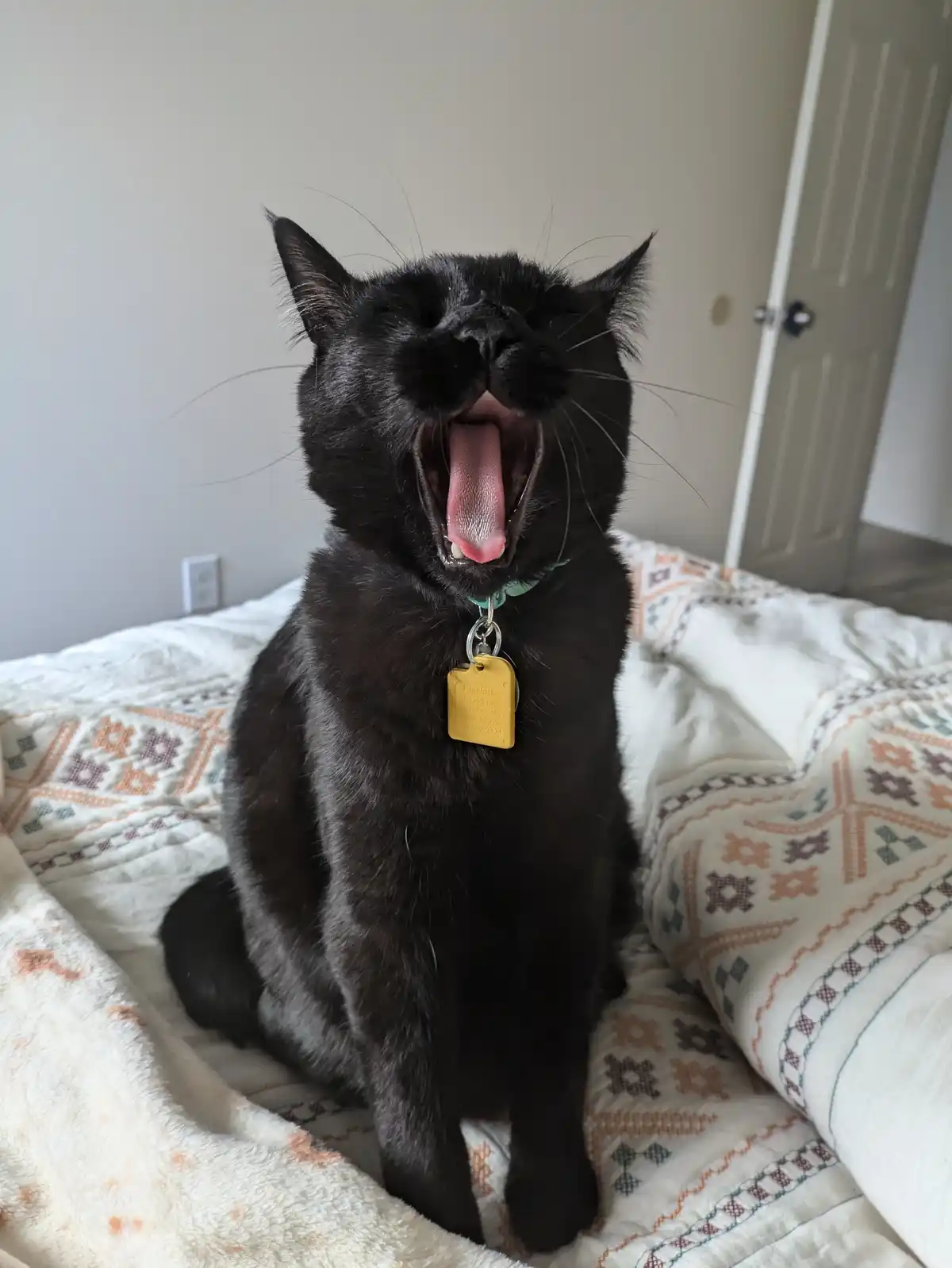 A black cat is sitting upright on a patterned blanket and yawning widely with its mouth open, revealing its pink tongue and…