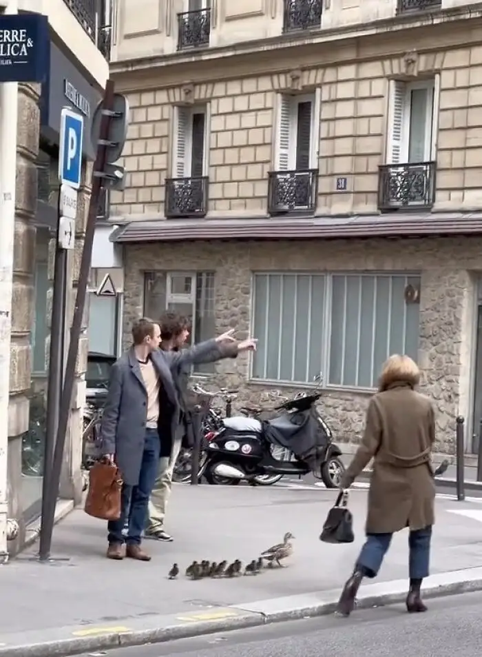 Two men on a city sidewalk point excitedly at a woman walking past them, while a mother duck leads a line of ducklings…