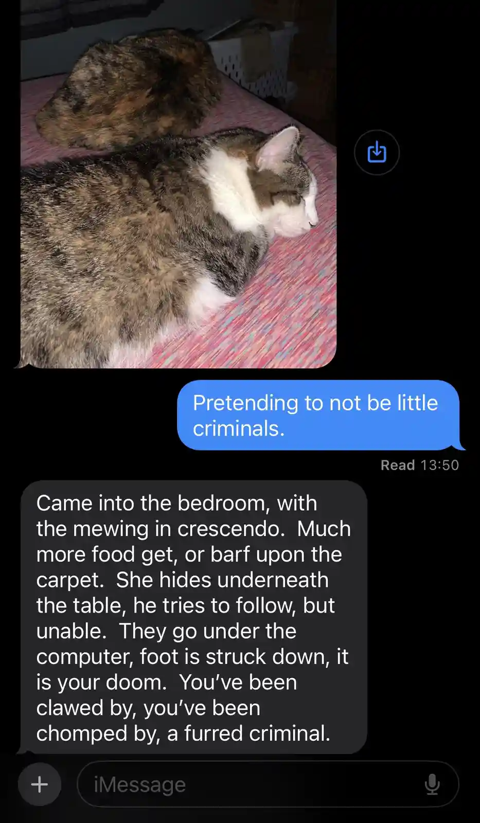 An iMessage screenshot shows a photo of two sleeping cats on a colorful bedspread. The blue message bubble above reads…