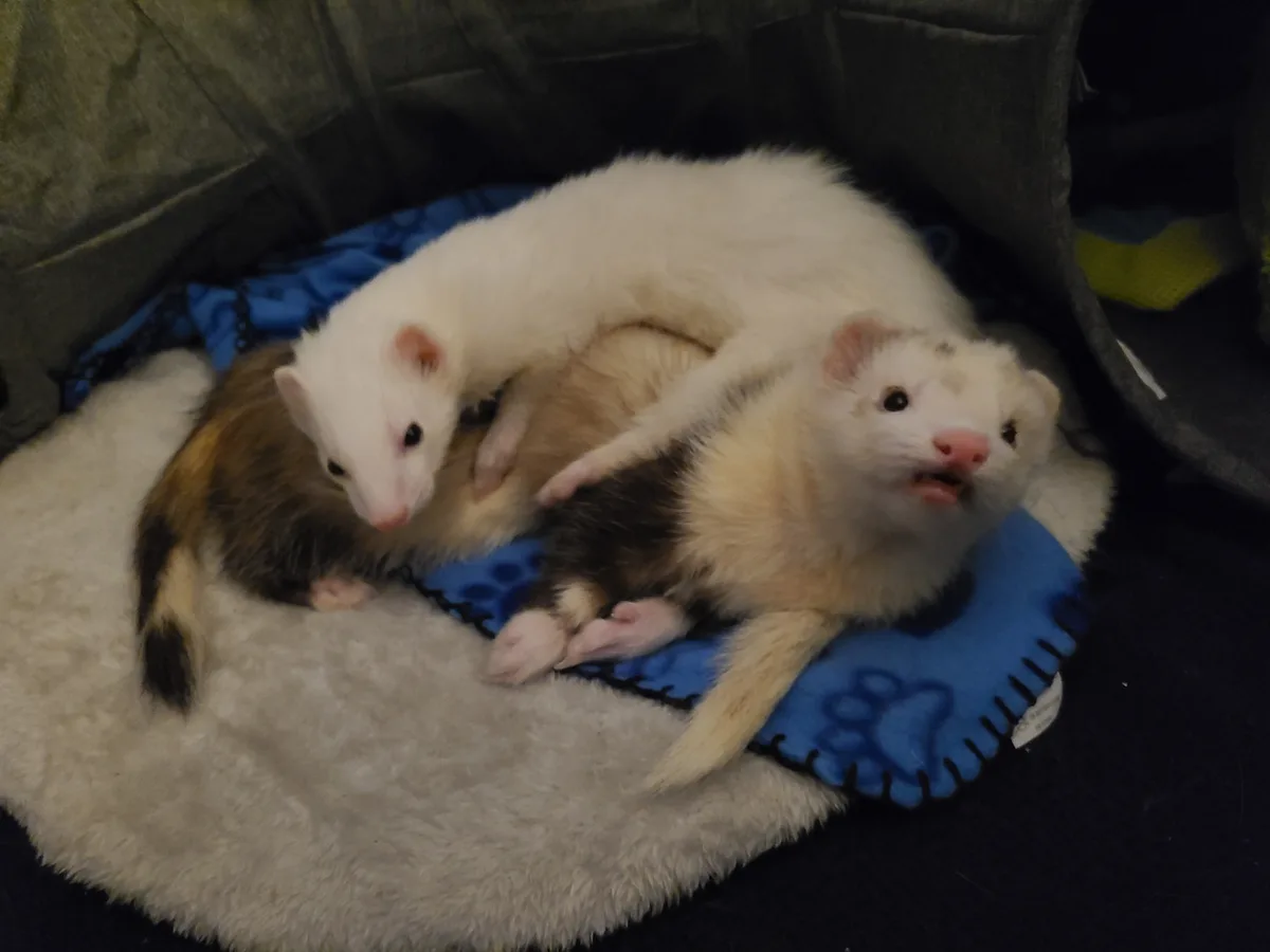 Three ferrets are snuggled together on a soft, fluffy bed inside a dark gray fabric enclosure. One ferret, mostly white with…