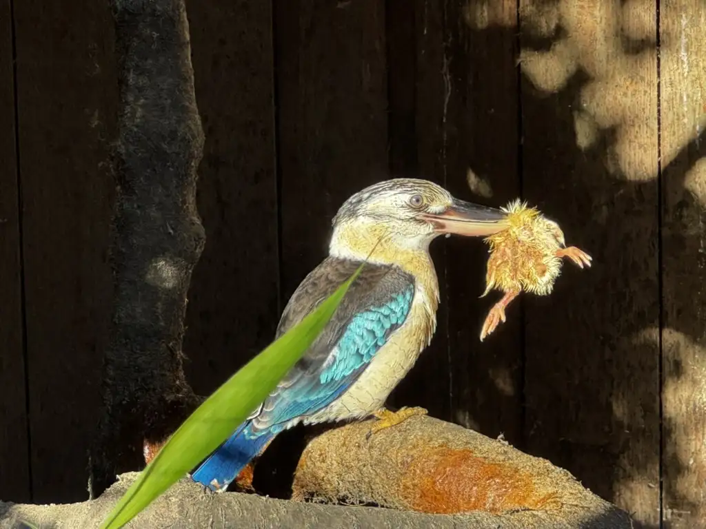Is the Laughing Kookaburra Feeling Hungry?