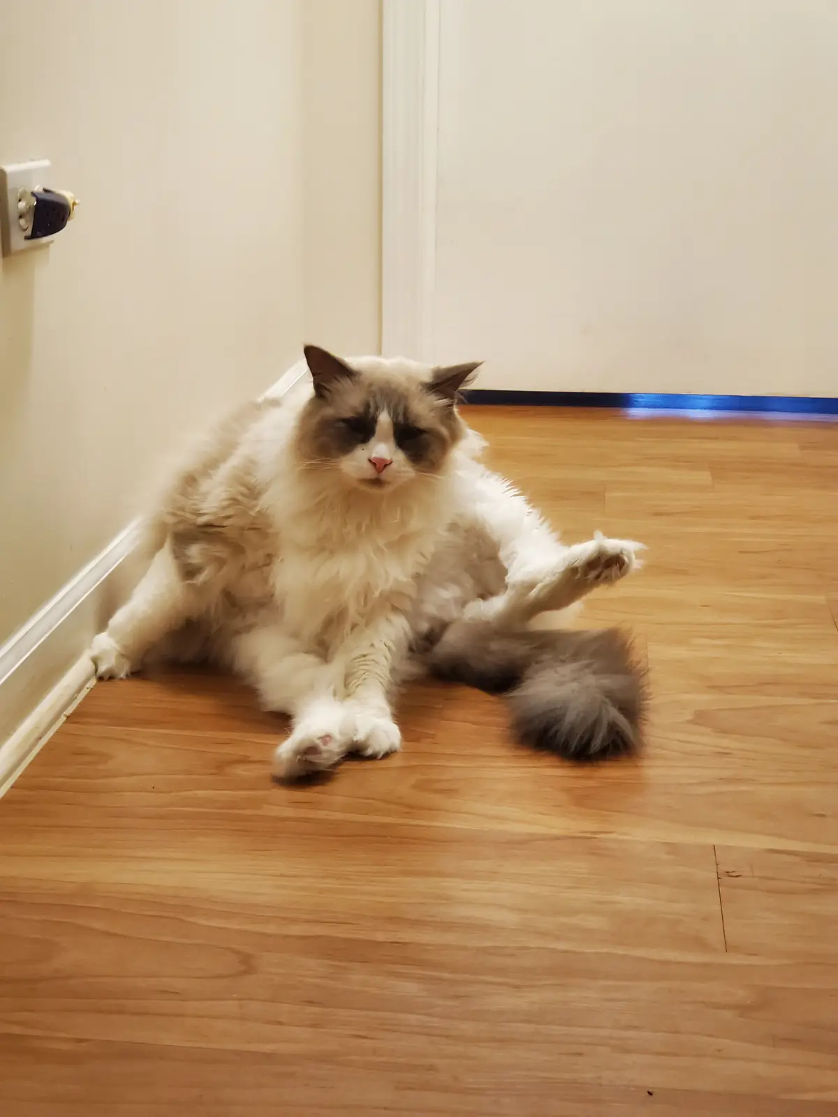 A fluffy, long-haired cat with a white and grey coat is lying on a wooden floor in a corner, one paw raised, looking tired…