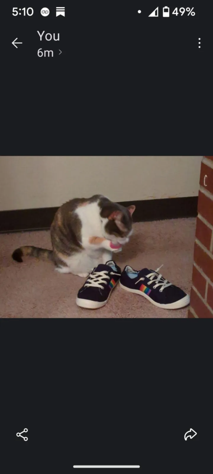 A calico cat sits on a carpeted floor next to a pair of black sneakers with rainbow stripes, licking its paw. The image is…