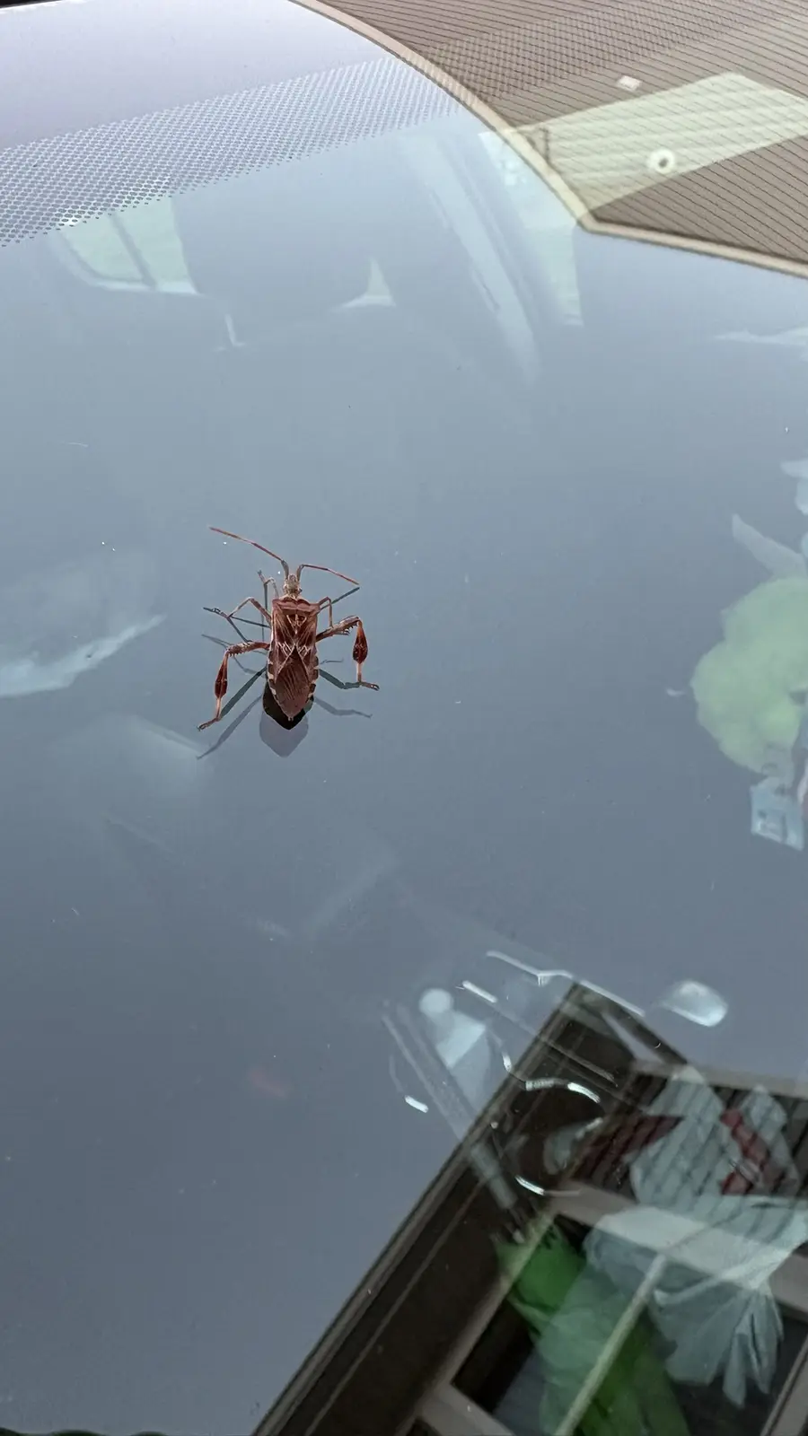 A reddish-brown leaf-footed bug is crawling on the glossy surface of a car's windshield, with reflections of a building and…