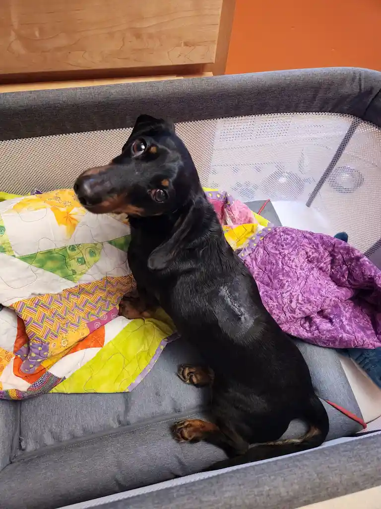 A black and tan dachshund sits upright in a grey playpen, looking off to the side with wide, pleading eyes. The dog is…