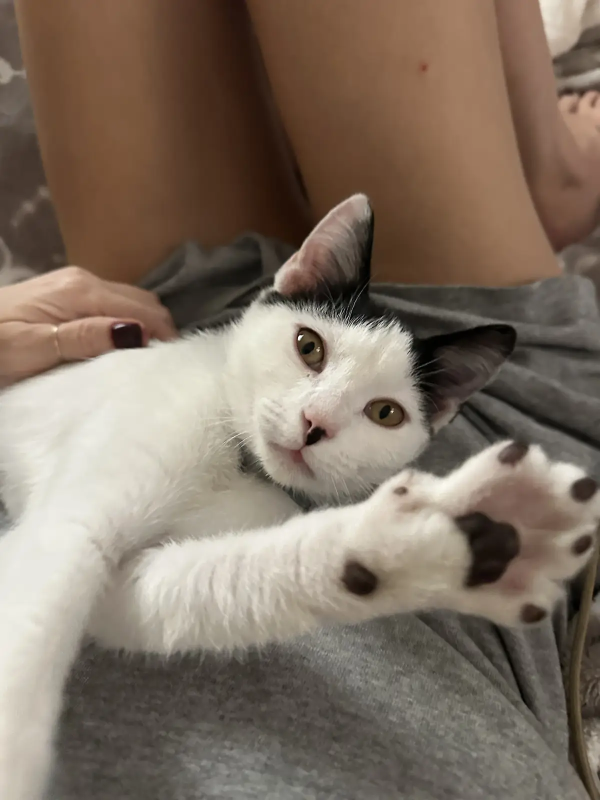 A white and black cat with wide, expressive eyes lies on a person's lap, one paw extended toward the camera. The person's…
