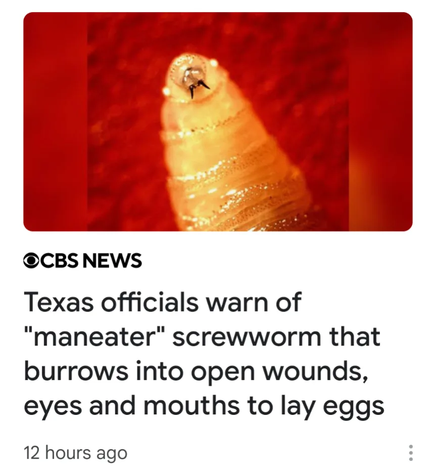 A close-up image shows a translucent, segmented screwworm larva with visible mouth hooks against a red background, overlaid…
