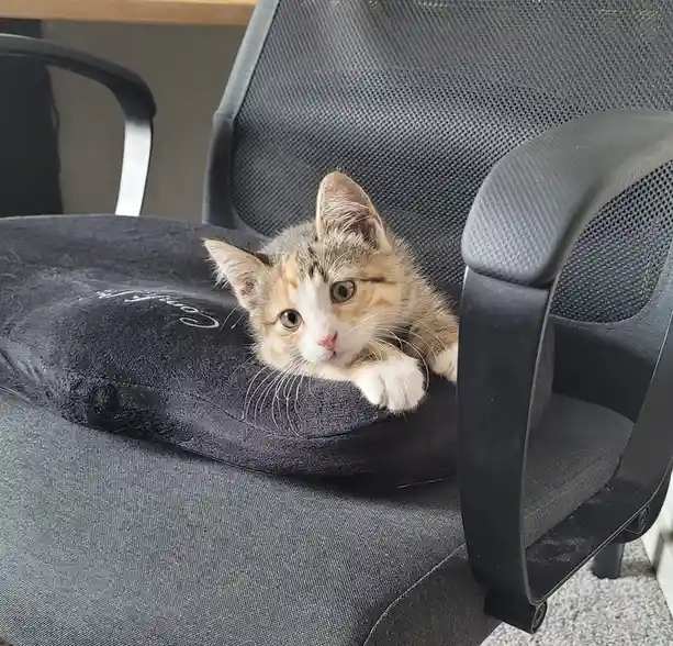 A small calico kitten with wide, innocent eyes and white paws rests on a black office chair cushion, looking directly at the…