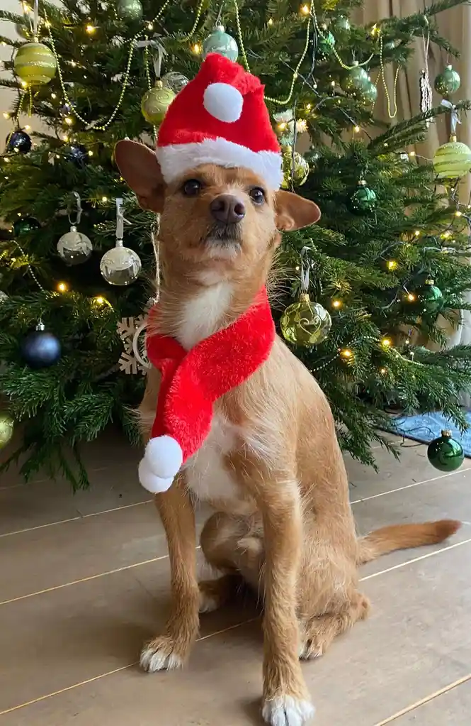 Sending Christmas Cheer from Toto!