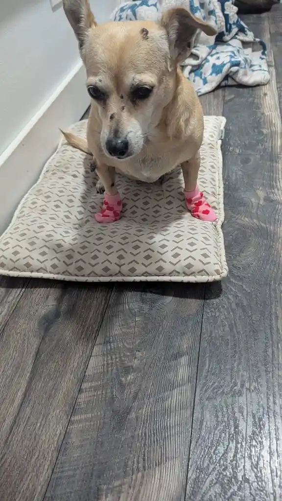 A small tan dog with dark spots on its face and paws sits solemnly on a patterned dog bed, wearing pink socks with red…