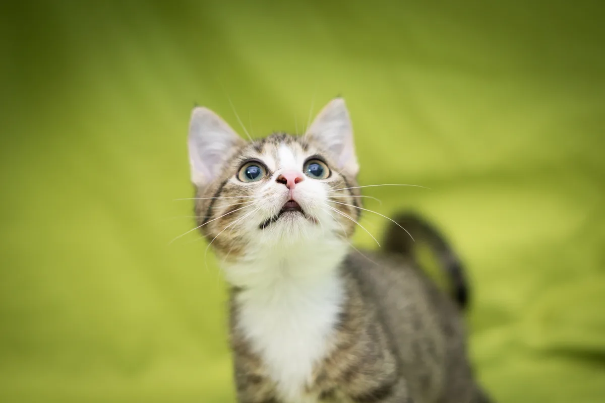 A close-up photo of a small tabby kitten with wide, blue eyes looking upward in apparent awe or surprise against a soft…
