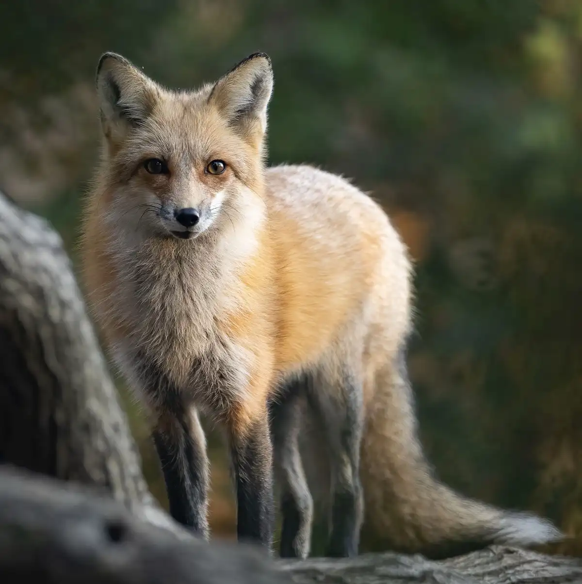 A red fox stands alert in a forest, looking directly at the camera with a serious expression. The fox has orange-red fur, a…