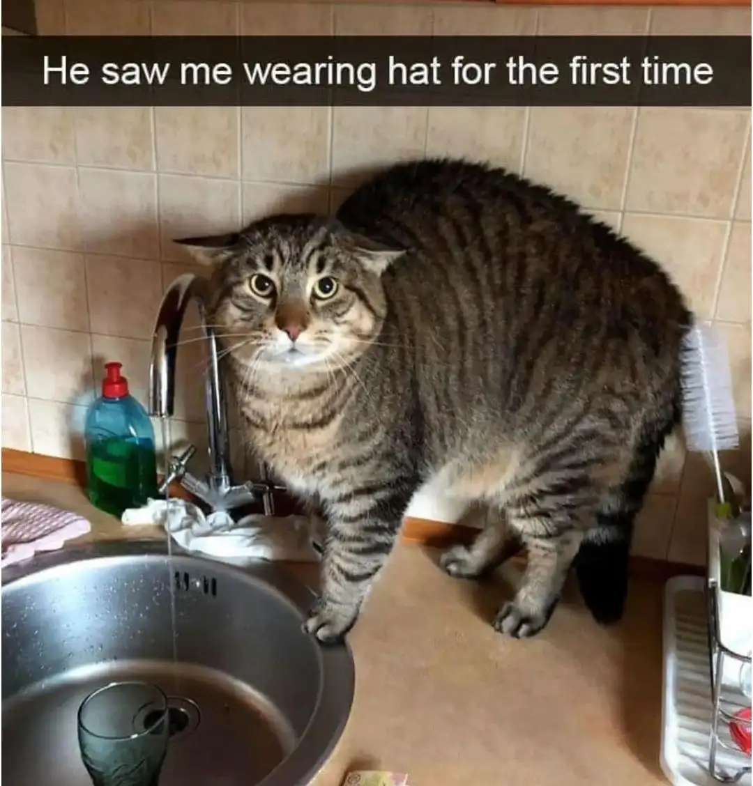A tabby cat stands in a kitchen next to a sink, looking directly at the camera with wide, startled eyes. The cat's fur is…