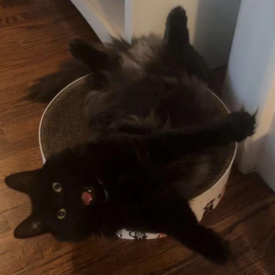 A fluffy black cat is lying on its back inside a circular cat scratcher, legs splayed out, mouth slightly open with tongue…