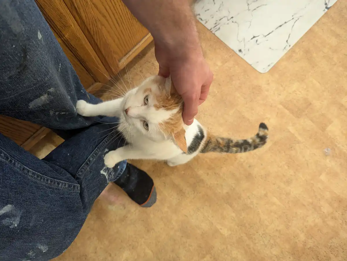 A person wearing paint-splattered jeans is petting a calico cat on the head while the cat looks up with a calm expression…