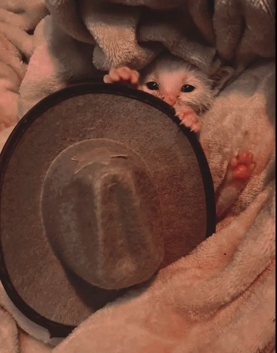 A tiny white kitten with dark eyes peeks out from under a fluffy blanket, holding onto the brim of a brown cowboy hat. The…