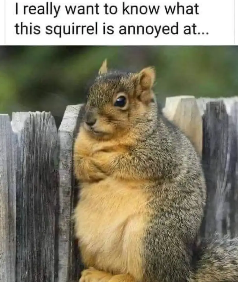 Frustration Level: Team Acorn is Lagging Behind