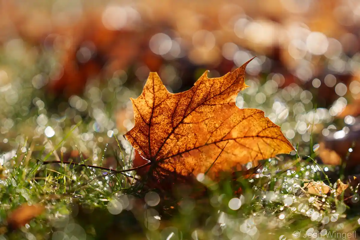 A single, translucent, golden-brown maple leaf lies on dew-covered green grass, backlit by sunlight creating a bokeh effect…