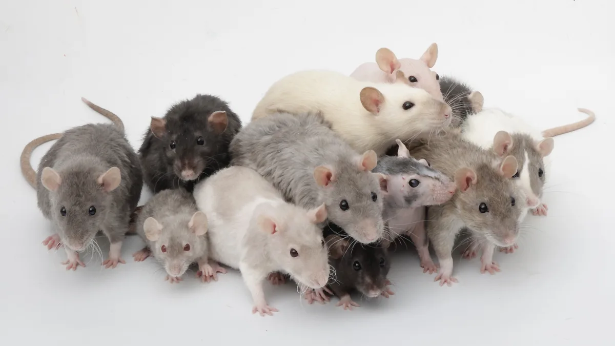 A group of various colored rats—gray, black, white, and hairless—are huddled together on a plain white background, all…