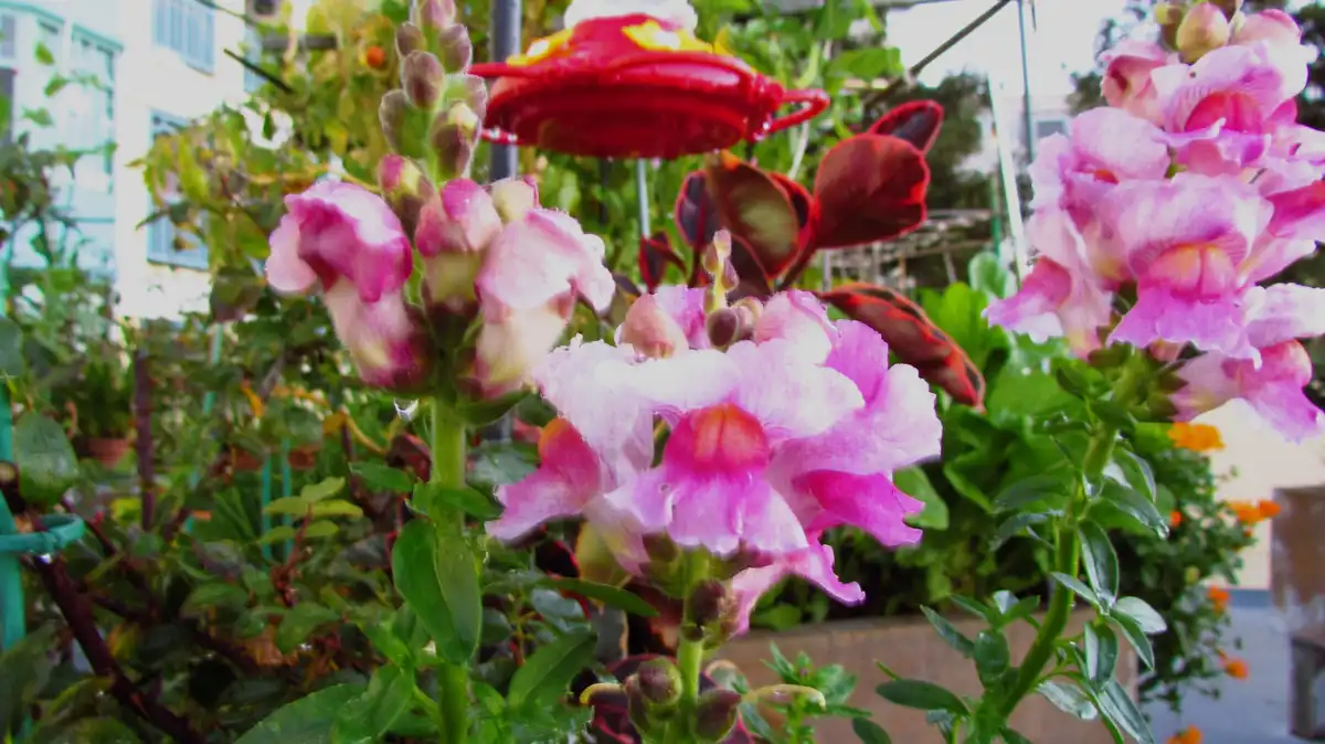 A Beautiful Morning in the Garden