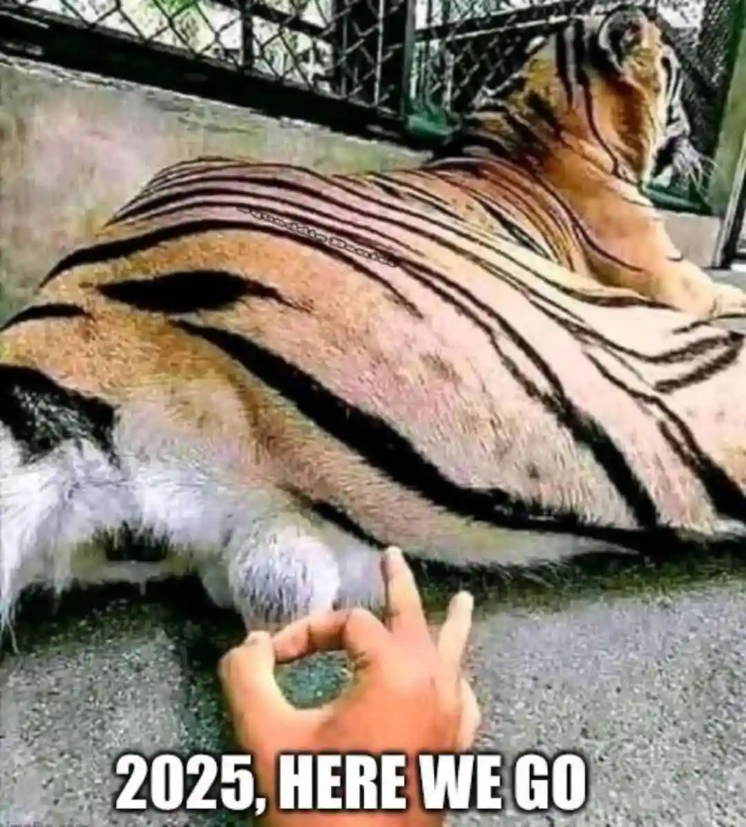 A large tiger is lying down in an enclosure, viewed from behind, with a human hand in the foreground making an 'okay'…