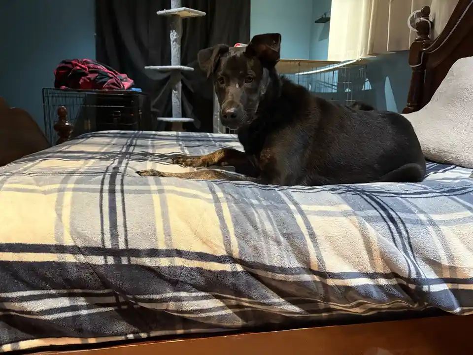 A black dog with brown paws lies relaxed on a plaid bedspread, looking directly at the camera with a calm, slightly weary…