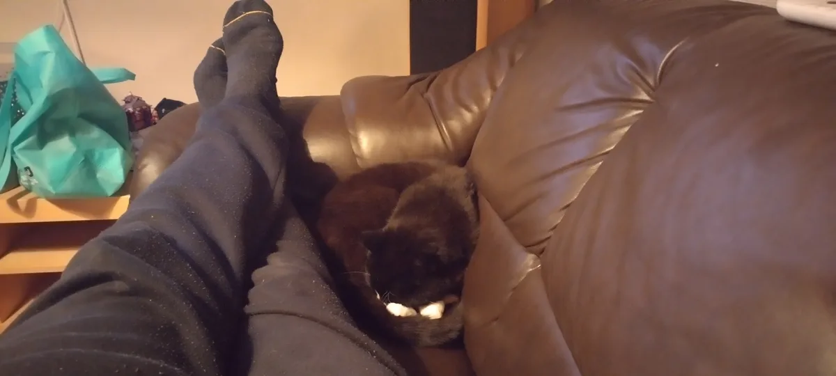 Caturday Cuddles: The Perfect Snuggle Session