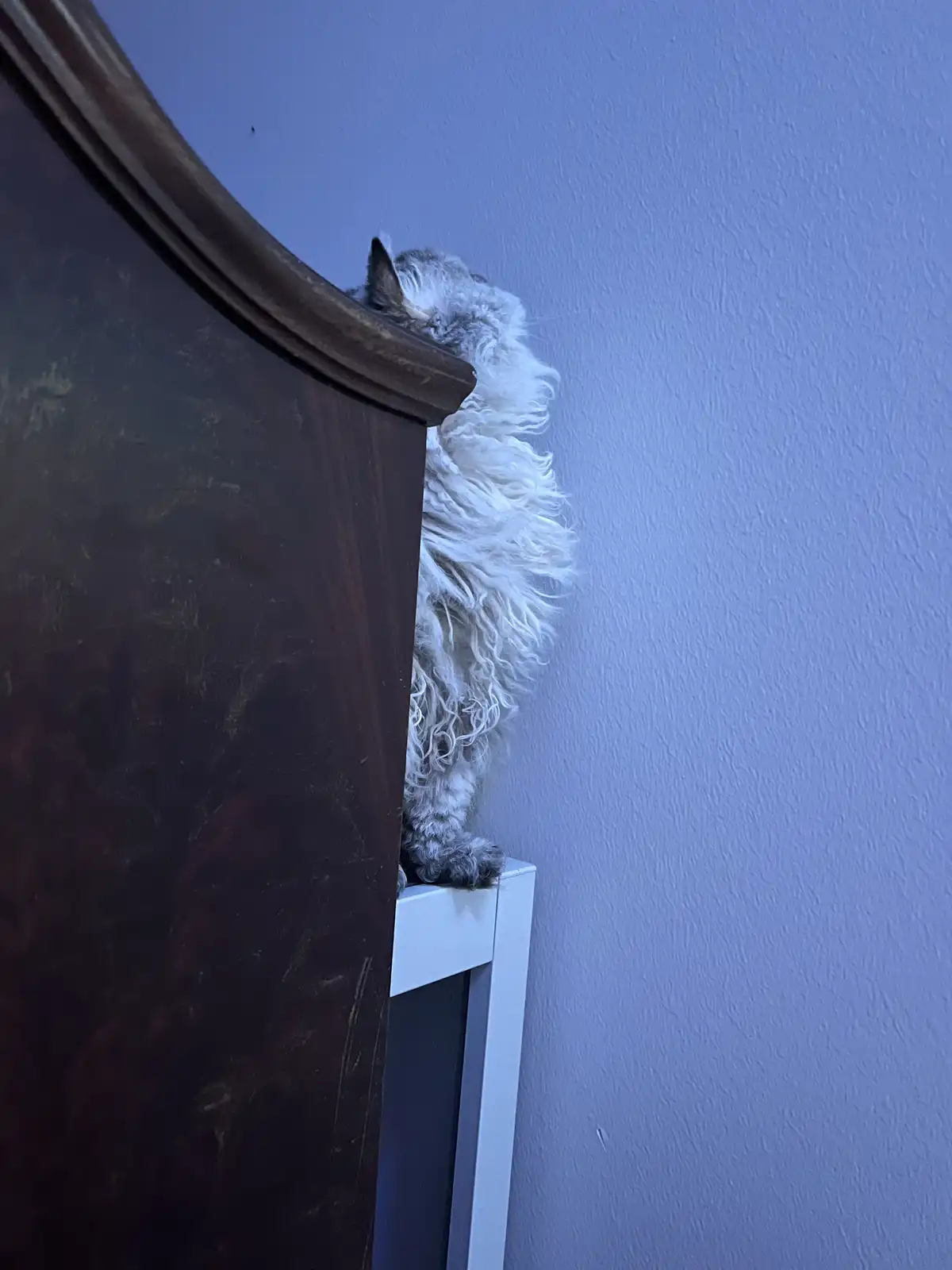 A fluffy, long-haired cat with grey and white fur is perched on the top edge of a white radiator, partially hidden behind a…