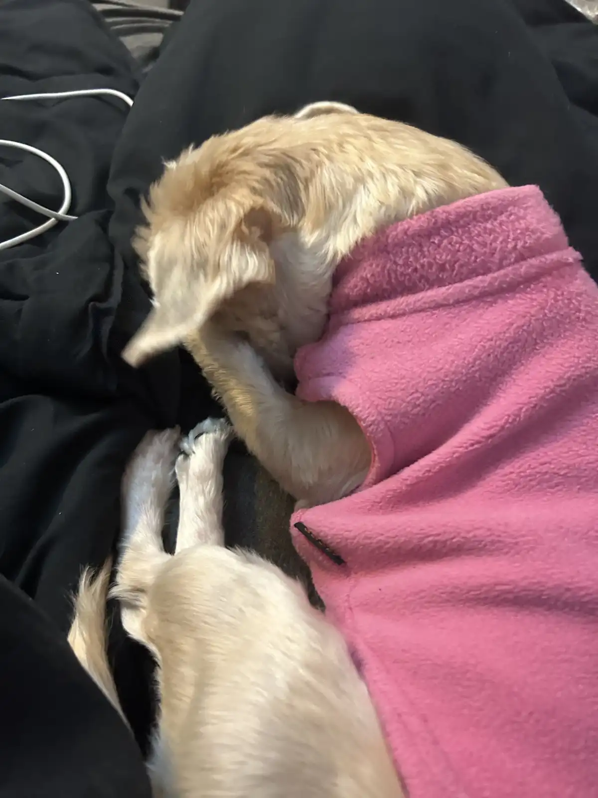 A small, light-colored dog is curled up on a black surface, partially covered by a bright pink fleece blanket, with its head…