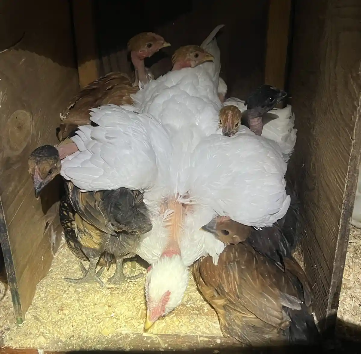 A group of chickens, mostly white with some brown and black ones, are tightly packed together inside a wooden coop with wood…