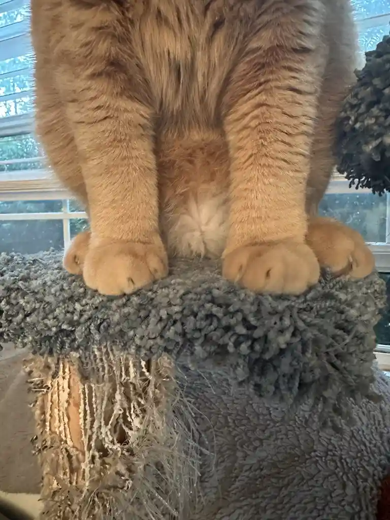 A close-up shot shows the lower body of a fluffy orange tabby cat sitting upright on a worn, grey, shaggy cat tree perch…