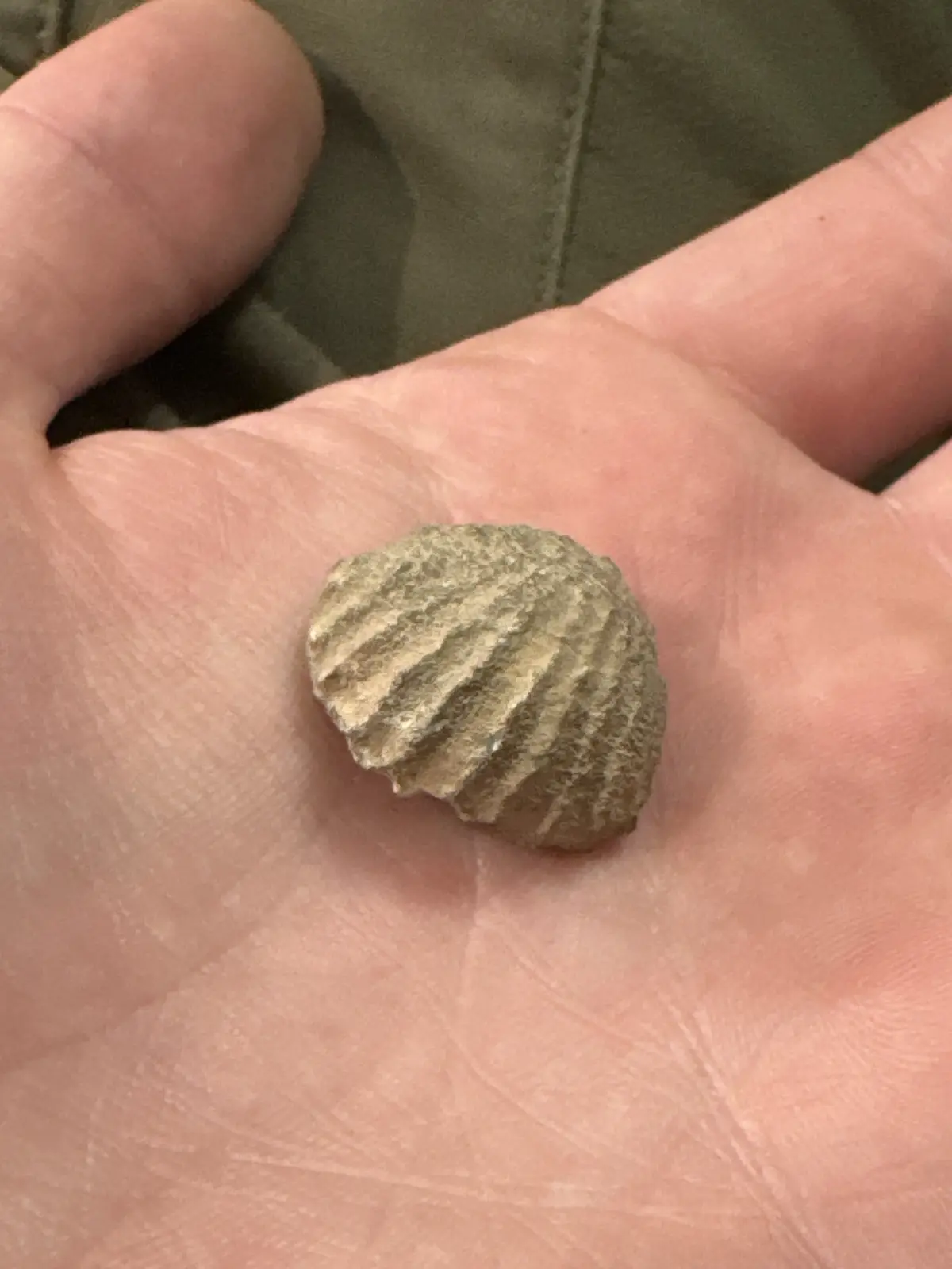 A close-up photo shows a small, ridged, fossilized shell resting in the center of an open human palm, with fingers visible…