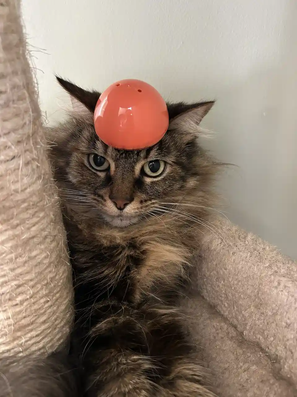 A fluffy brown tabby cat sits calmly on a beige cat tree, looking directly at the camera with a small, shiny orange plastic…