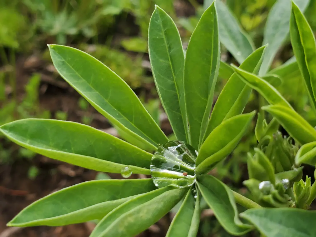 A close-up photo shows a plant with green, pointed leaves radiating from a central point, where a large, clear water droplet…